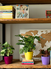 Combo Materas Colors x 4 Plantas Purificadoras Surtidas